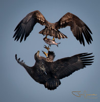 Onondaga of Lake Eagles