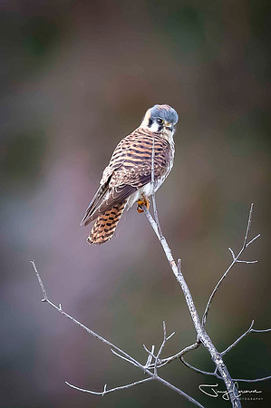 Kestrel