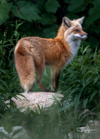 Fox