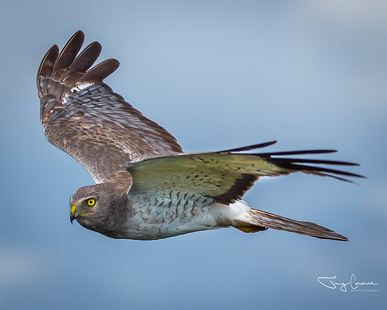 Northern Harrier