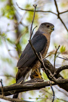 Sharp Shinned Hawk