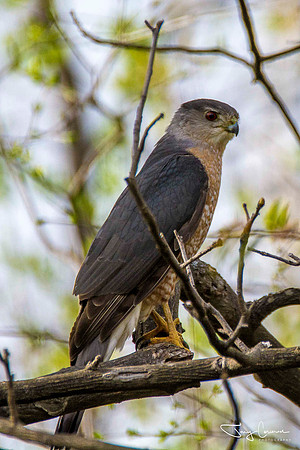Sharp Shinned Hawk