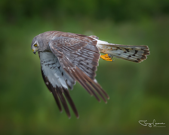 Northern Harrier