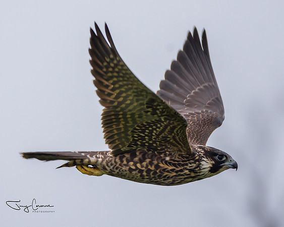Peregrine Falcon
