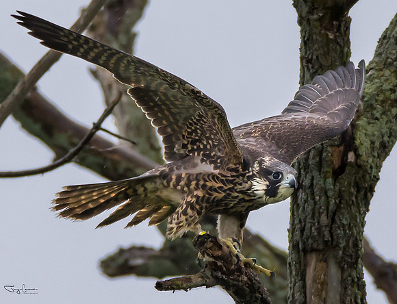 Peregrine Falcon