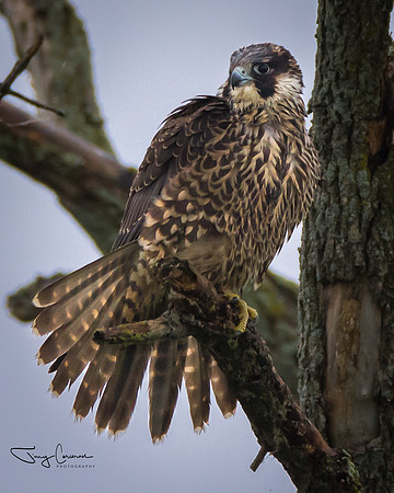 Peregrine Falcon