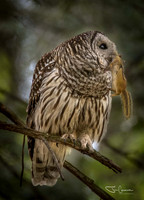 Birds of Radisson