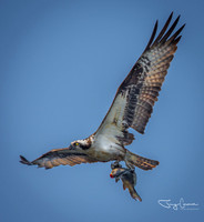 Ospreys