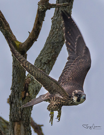 Peregrine Falcon