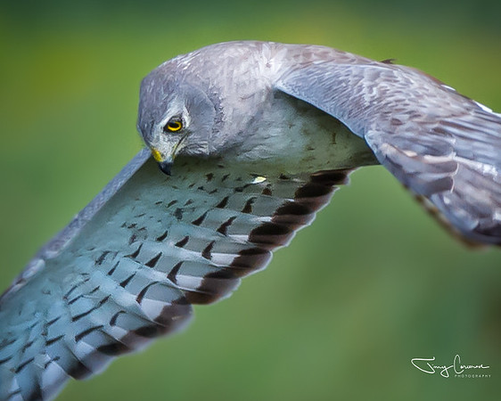 Northern Harrier
