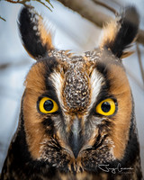 Owls