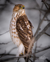 Hawks