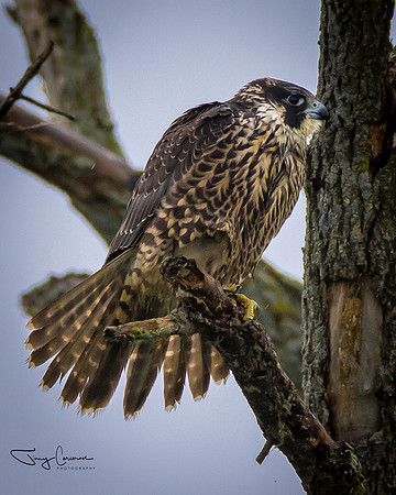 Peregrine Falcon